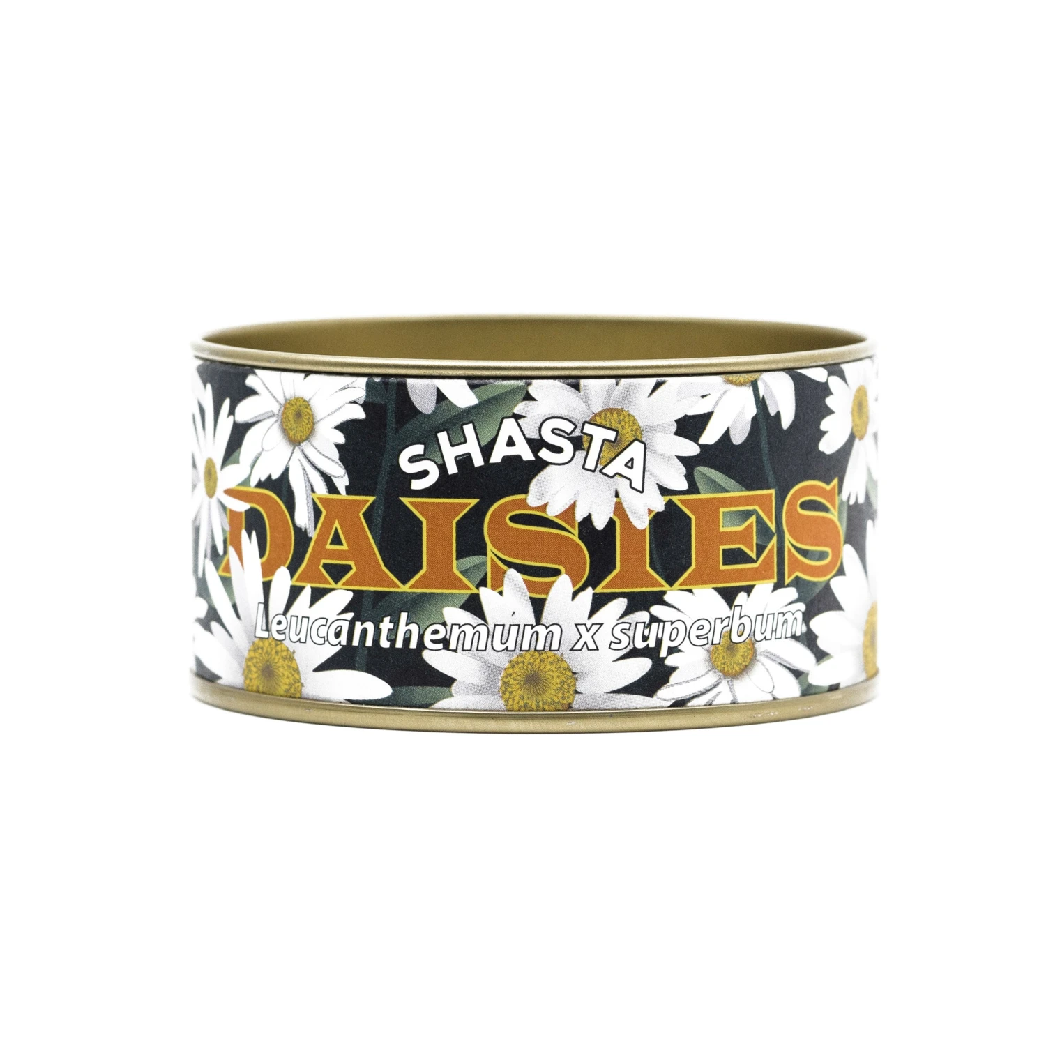 Shasta Daisy | Flower Seed Grow Kit 11 Shasta Daisy | Flower Seed Grow Kit - Image 11