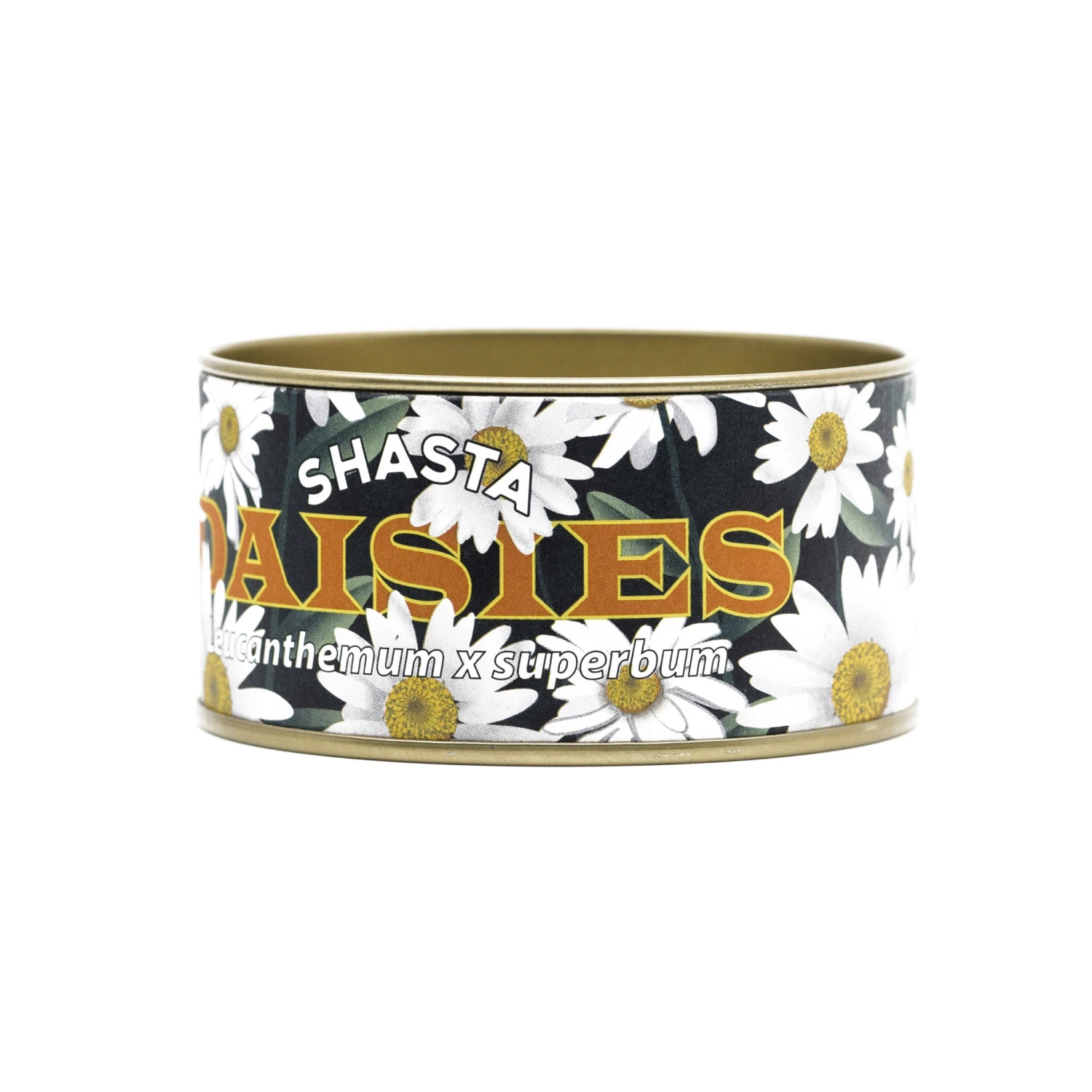 Shasta Daisy | Flower Seed Grow Kit 14 Shasta Daisy | Flower Seed Grow Kit - Image 14