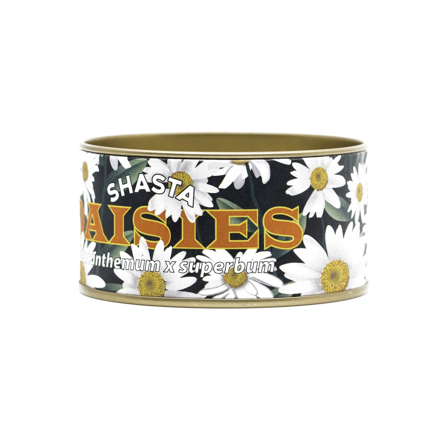 Shasta Daisy | Flower Seed Grow Kit 15 Shasta Daisy | Flower Seed Grow Kit - Image 15