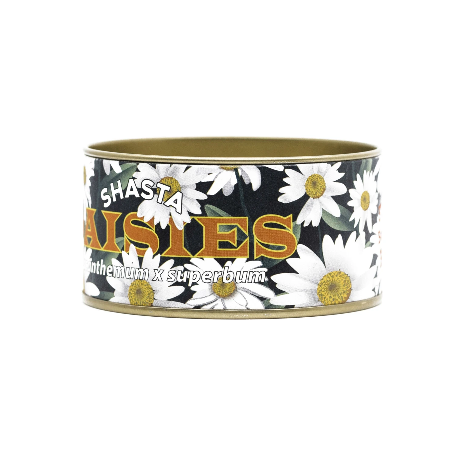 Shasta Daisy | Flower Seed Grow Kit 16 Shasta Daisy | Flower Seed Grow Kit - Image 16