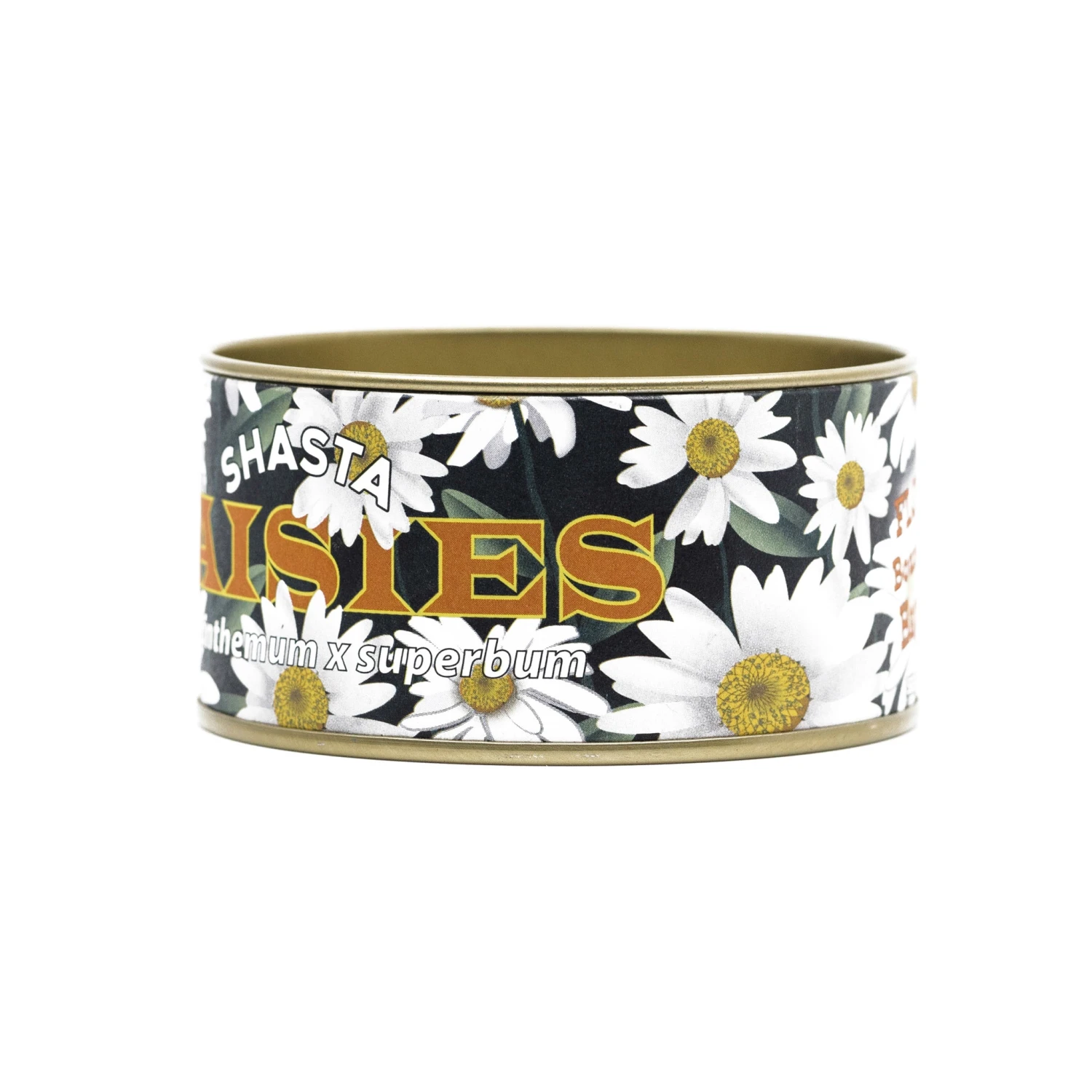 Shasta Daisy | Flower Seed Grow Kit 17 Shasta Daisy | Flower Seed Grow Kit - Image 17