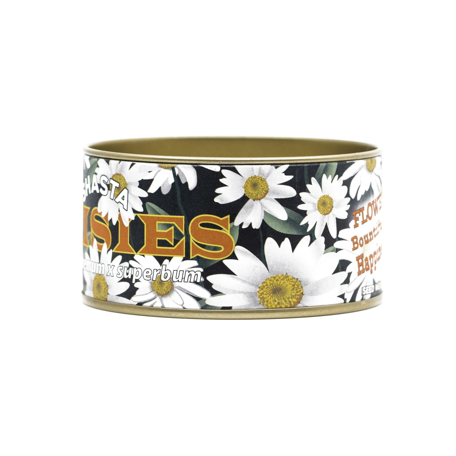 Shasta Daisy | Flower Seed Grow Kit 19 Shasta Daisy | Flower Seed Grow Kit - Image 19