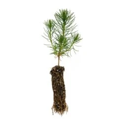Shore Pine | Small Tree Seedling