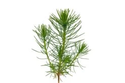 Shore Pine | Small Tree Seedling -Evergreen Plants Shop Shore Pine 3
