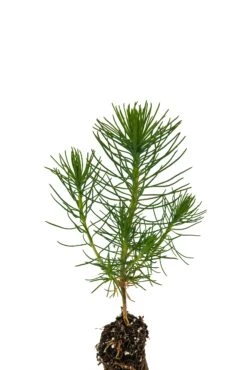 Shore Pine | Small Tree Seedling -Evergreen Plants Shop Shore Pine 4