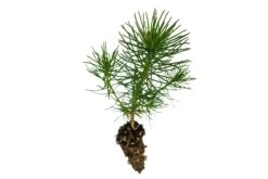 Shore Pine | Small Tree Seedling -Evergreen Plants Shop Shore Pine 5