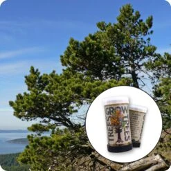 Shore Pine | Mini-Grow Kit