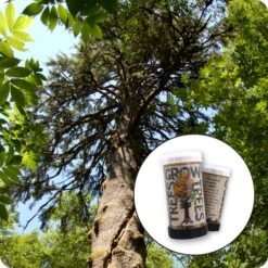 Sitka Spruce | Mini-Grow Kit