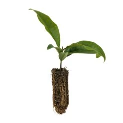 Southern Magnolia | Medium Tree Seedling