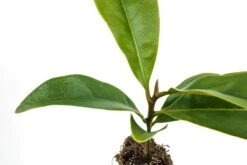 Southern Magnolia | Medium Tree Seedling -Evergreen Plants Shop Southern Magnolia Med 4