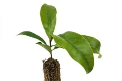 Southern Magnolia | Medium Tree Seedling -Evergreen Plants Shop Southern Magnolia Med 5