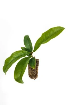 Southern Magnolia | Medium Tree Seedling -Evergreen Plants Shop Southern Magnolia Med 7