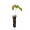 Sugar Maple | Small Tree Seedling