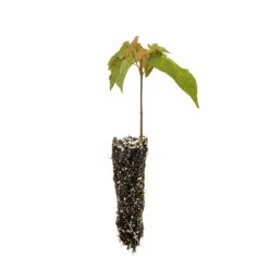 Sugar Maple | Small Tree Seedling