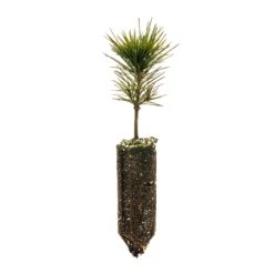 Sugar Pine | Medium Tree Seedling