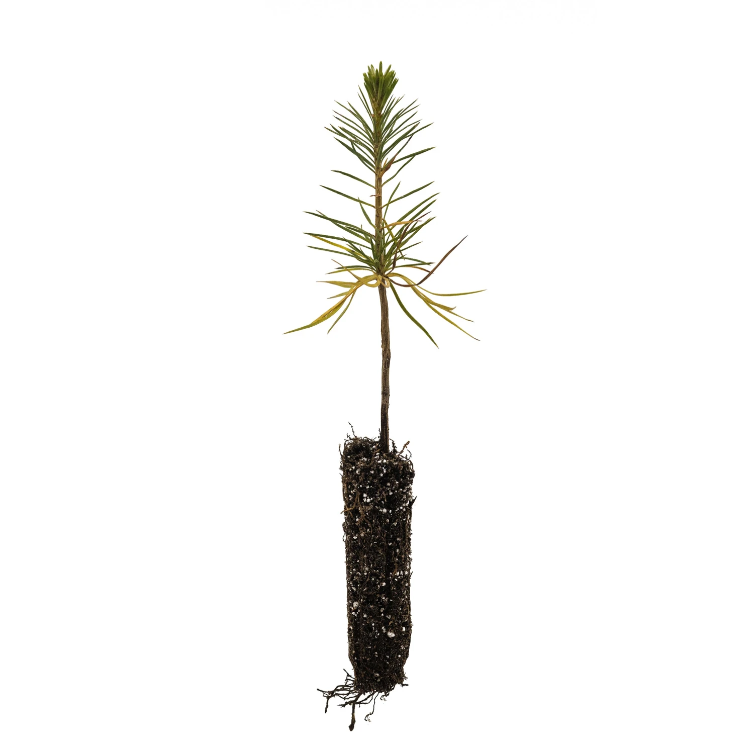 Sugar Pine | Lot Of 30 Tree Seedlings 2 Sugar Pine | Lot Of 30 Tree Seedlings - Image 2