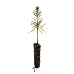 Sugar Pine | Small Tree Seedling