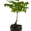 Bonsai Special | Sugar Maple (A5)