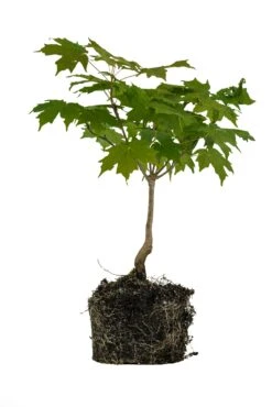 Bonsai Special | Sugar Maple (A5)