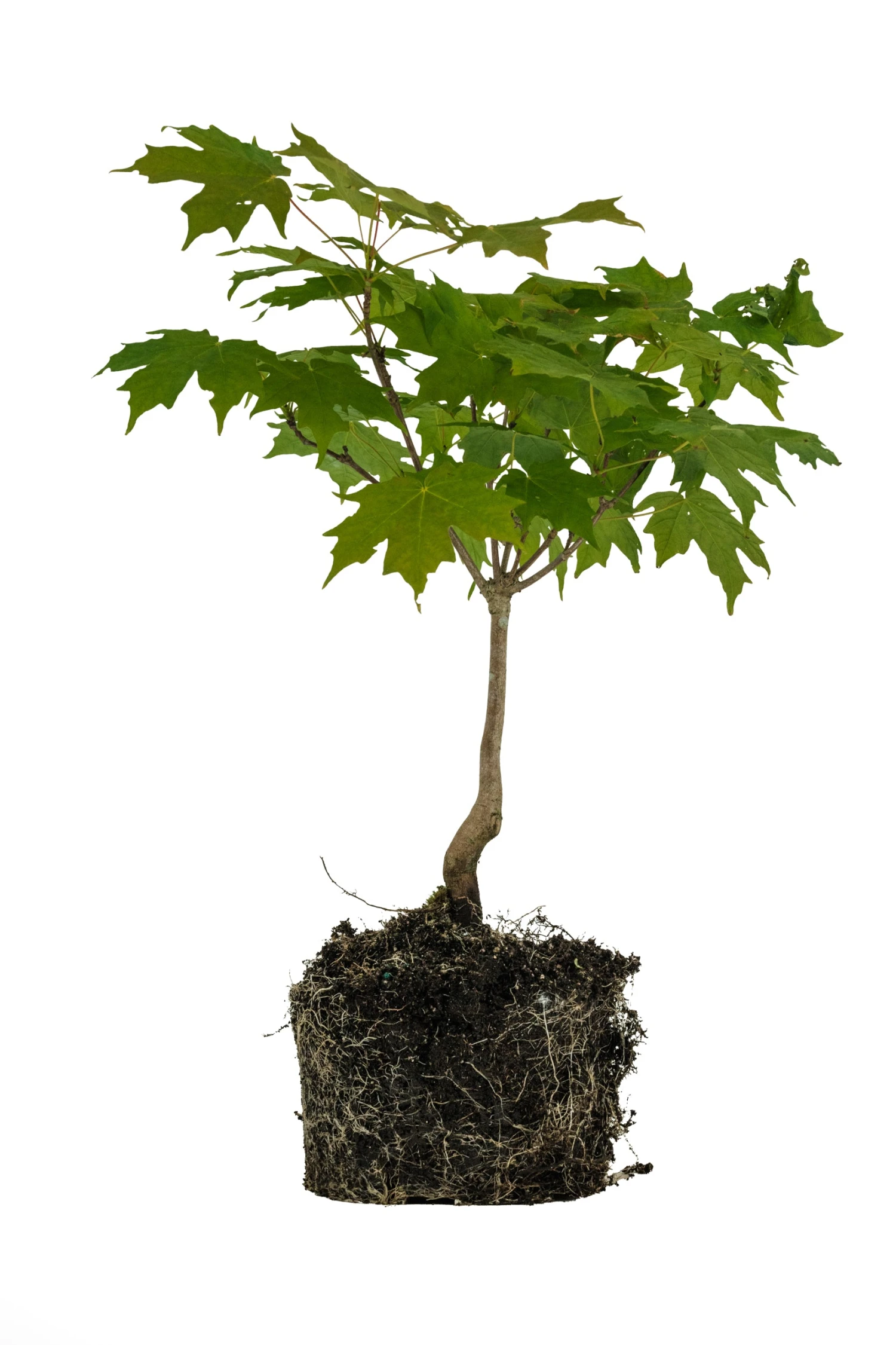 Bonsai Special | Sugar Maple (A5)