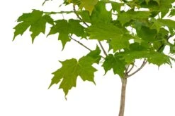 Evergreen Plants Shop -Evergreen Plants Shop SugarMaple 2Bonsai 2