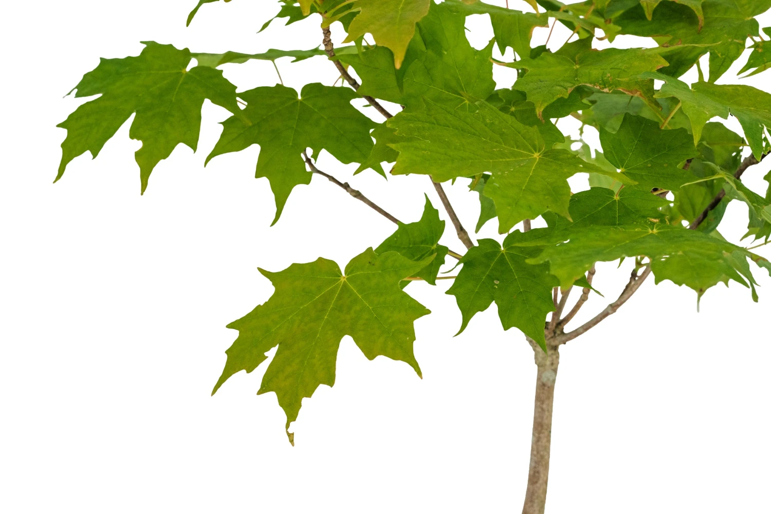 Bonsai Special | Sugar Maple (A5) 2 Bonsai Special | Sugar Maple (A5) - Image 2