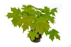 Bonsai Special | Sugar Maple (A5) 8 Bonsai Special | Sugar Maple (A5) -Evergreen Plants Shop SugarMaple 2Bonsai 3
