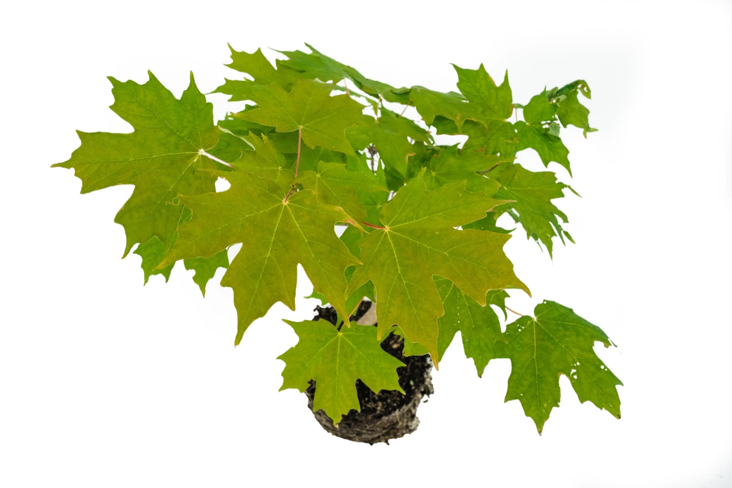Bonsai Special | Sugar Maple (A5) 3 Bonsai Special | Sugar Maple (A5) - Image 3