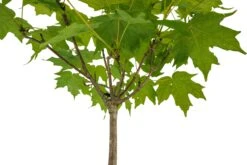 Bonsai Special | Sugar Maple (A5) 9 Bonsai Special | Sugar Maple (A5) -Evergreen Plants Shop SugarMaple 2Bonsai 4