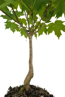 Bonsai Special | Sugar Maple (A5) 10 Bonsai Special | Sugar Maple (A5) -Evergreen Plants Shop SugarMaple 2Bonsai 5