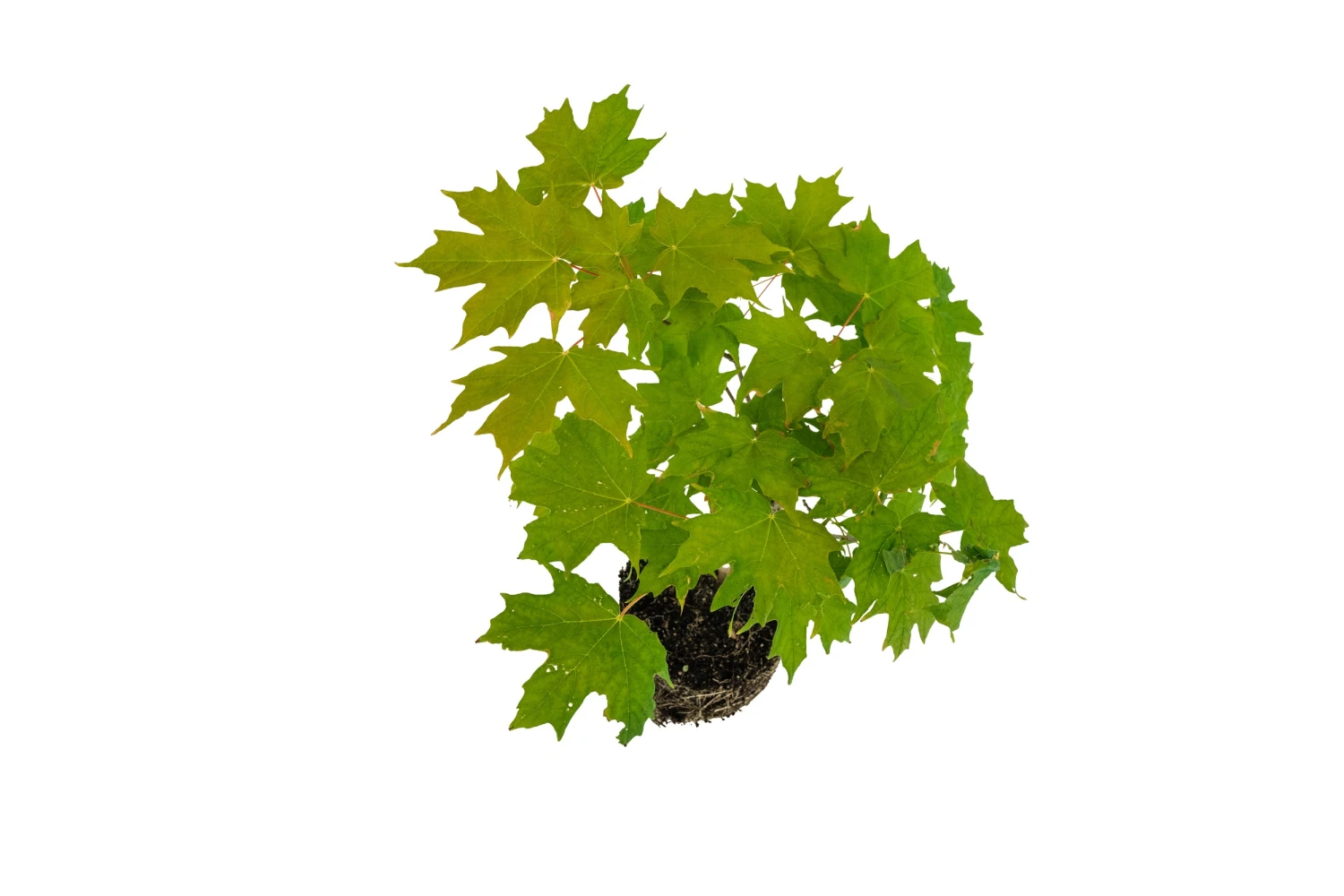 Bonsai Special | Sugar Maple (A5) 6 Bonsai Special | Sugar Maple (A5) - Image 6