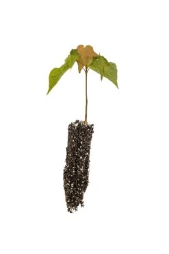 Sugar Maple | Small Tree Seedling -Evergreen Plants Shop SugarMaple AcerSaccharum 2