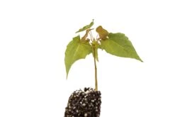 Sugar Maple | Small Tree Seedling -Evergreen Plants Shop SugarMaple AcerSaccharum 4