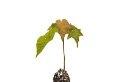 Sugar Maple | Small Tree Seedling -Evergreen Plants Shop SugarMaple AcerSaccharum 5
