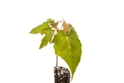 Sugar Maple | Small Tree Seedling -Evergreen Plants Shop SugarMaple AcerSaccharum 6