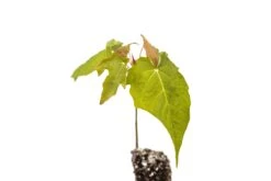 Sugar Maple | Small Tree Seedling -Evergreen Plants Shop SugarMaple AcerSaccharum 7