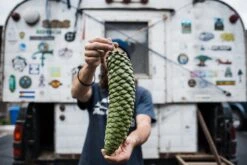 Sugar Pine | Lot Of 30 Tree Seedlings 19 Sugar Pine | Lot Of 30 Tree Seedlings -Evergreen Plants Shop SugarPineCone Conehunters 1