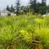 Sugar Pine | Lot Of 30 Tree Seedlings