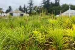 Sugar Pine | Lot Of 30 Tree Seedlings