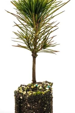 Sugar Pine | Medium Tree Seedling -Evergreen Plants Shop Sugar Pine Med 3