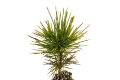 Sugar Pine | Medium Tree Seedling -Evergreen Plants Shop Sugar Pine Med 4
