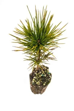 Sugar Pine | Medium Tree Seedling -Evergreen Plants Shop Sugar Pine Med 5