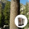 Sugar Pine | Mini-Grow Kit