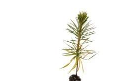 Sugar Pine | Lot Of 30 Tree Seedlings 14 Sugar Pine | Lot Of 30 Tree Seedlings -Evergreen Plants Shop Sugarpine 5 Small 3f26fb7b 8604 44ce 8a7e 7e308d5aa688