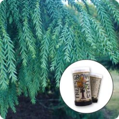 Taiwan Cedar | Mini-Grow Kit