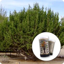 Tecate Cypress | Mini-Grow Kit