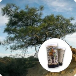 Torrey Pine | Mini-Grow Kit