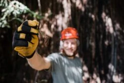 Coast Redwood | Medium Tree Seedling -Evergreen Plants Shop TreeClimbingPlanet 27 c9251409 65bc 4d64 819c 7e83f0097afc