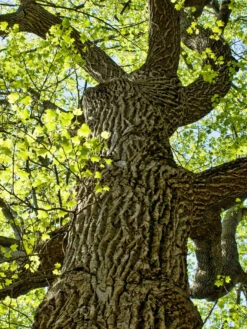Tulip Poplar | Medium Tree Seedling 34 Tulip Poplar | Medium Tree Seedling -Evergreen Plants Shop Tulip Poplar Bark