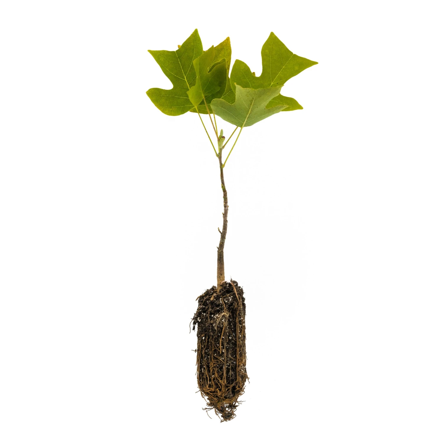 Tulip Poplar | Medium Tree Seedling 1 Tulip Poplar | Medium Tree Seedling